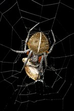 Radnetzspinne (Eriophora fuliginea) with prey