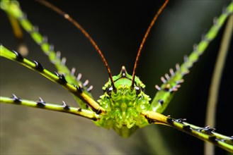 Katydid or bush cricket (Championica sp.)