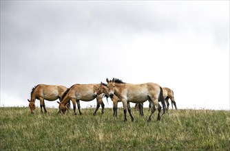 Przewalski wild horses (Equus ferus przewalskii)