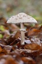 Parasol mushroom (Macrolepiota procera)