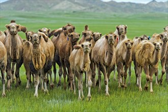 Herd of wild Bactrian camels (Camelus ferus) in Mongolian steppe