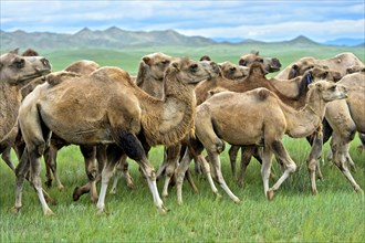 Herd of wild Bactrian camels (Camelus ferus) in Mongolian steppe
