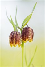 Fritillaries flowers (Fritillaria orientalis) in Divaca