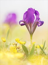 Pygmy iris (Iris pumila)