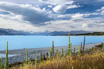 Turquoise Lake Pukaki with mulleins (Verbascum) in front