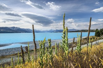 Turquoise Lake Pukaki with mulleins (Verbascum) in front