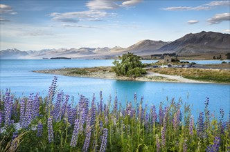 View over lupines (Lupinus) to the Church of the Good Shepherd at the turquoise Lake Tekapo