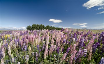 Colourful lupines (Lupinus)