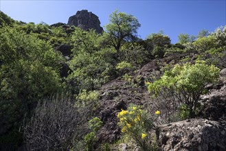 Flowering vegetation on a hiking trail below Roque Nublo