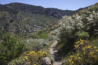 View from a hiking trail below Roque Nublo of blooming vegetation