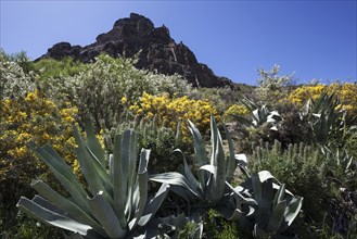 View from a hiking trail of blooming vegetation and Roque Nublo