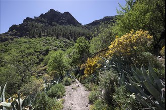 View from a hiking trail below Roque Nublo of flowering vegetation