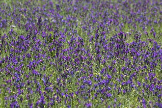 Purple viper's-bugloss (Echium plantagineum)