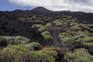 Track through the volcanic landscape with typical vegetation