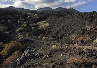 Track through the volcanic landscape with typical vegetation