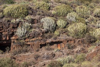 Canary Island spurges (Euphorbia canariensis)