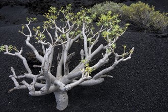 Spurge or euphorbia (Euphorbia berthelotii) on volcanic rock