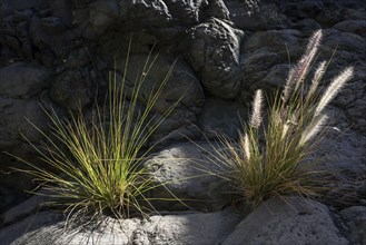 Dwarf fountain grass (Pennisetum alopecuroides)