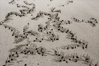 Sand balls a made by crabs (Brachyura) on the beach of Ngapali Beach