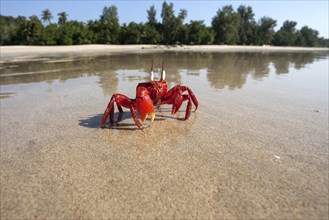 Red crab (Brachyura) on the beach of Ngapali Beach