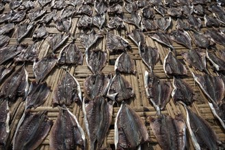Fish laid out to dry on bamboo mats