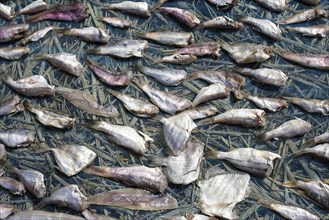 Fish laid out to dry