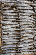 Fish laid out to dry on bamboo mats