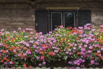Geraniums or pelargoniums (Pelargonium) in front of a window of an old farmhouse in Bad Heilbrunn