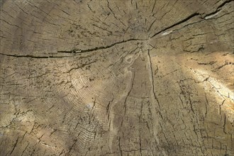 Tree trunk