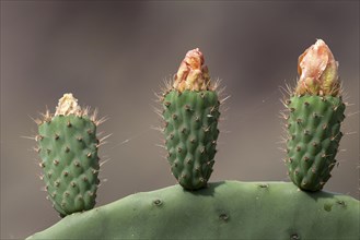 Prickly pear cactus (Opuntia ficus-indica)