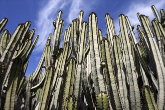 Candelabra trees (Euphorbia candelabrum)