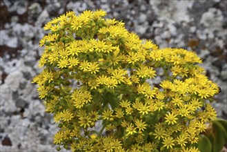 Stonecrop with yellow flowers