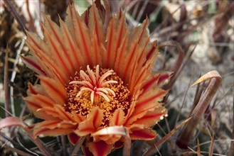 Cactus Flower and spines of a cactus (Ferocactus gracilis)