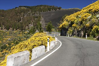 Yellow flowering dyer's greenweed (Genista) along the road