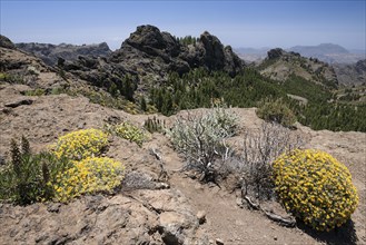 View from the hiking route to Roque Nublo Mountain to the west of Gran Canaria