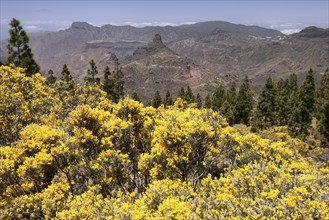 View from the trail to the Roque Nublo on blooming vegetation
