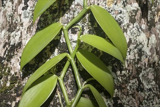Vanilla plant (Vanilla sp.)