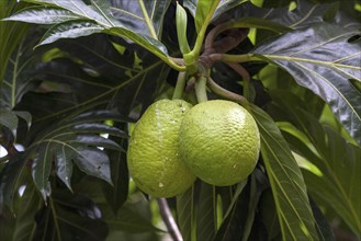 Breadfruit (Artocarpus altilis)