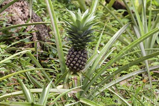 Pineapple (Ananas comosus)