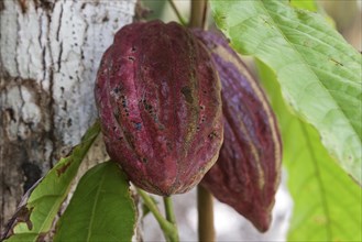 Cocoa (Theobroma cacao) fruit