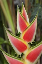 Heliconia (Heliconia wagneriana) blossom