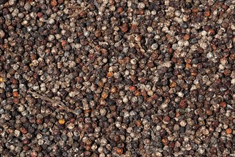 Peppercorns (Piper nigrum) laid out to dry