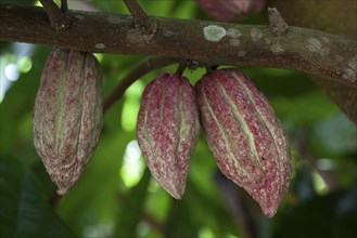 Cocoa (Theobroma cacao) fruit