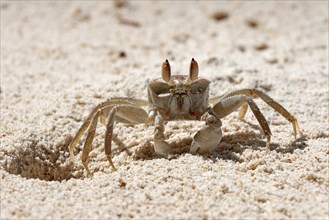 Ghost crab (Ocypode sp.)