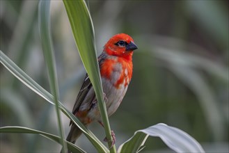 Red fody (Foudia madagascariensis)