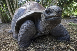 Aldabra Giant Tortoise (Aldabrachelys)