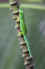 Green day gecko (Phelsuma)