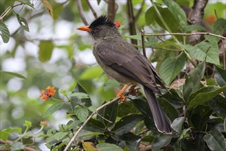 Seychelles bulbul (Hypsipetes crassivostris)