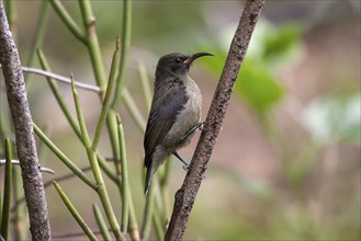 Seychelles unbird (Cinnyris dussumieri)