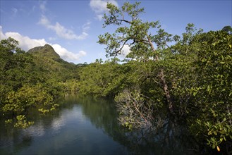 River with mangrove trees